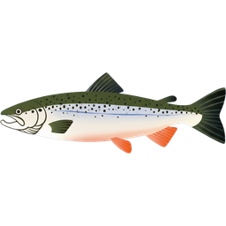 Atlantic Salmon icon