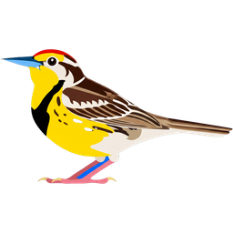 Western Meadowlark icon