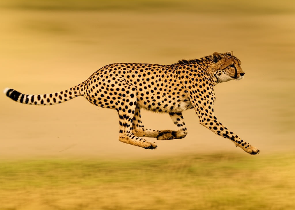 How Fast Can a Cheetah Run? The Astonishing Science of Cheetah Speed